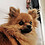 Junyi_Xia