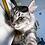 NightCat